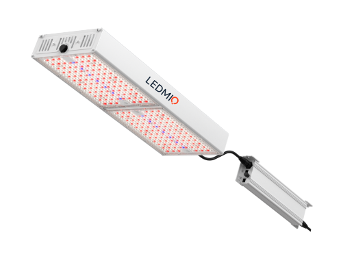 GT 800 light