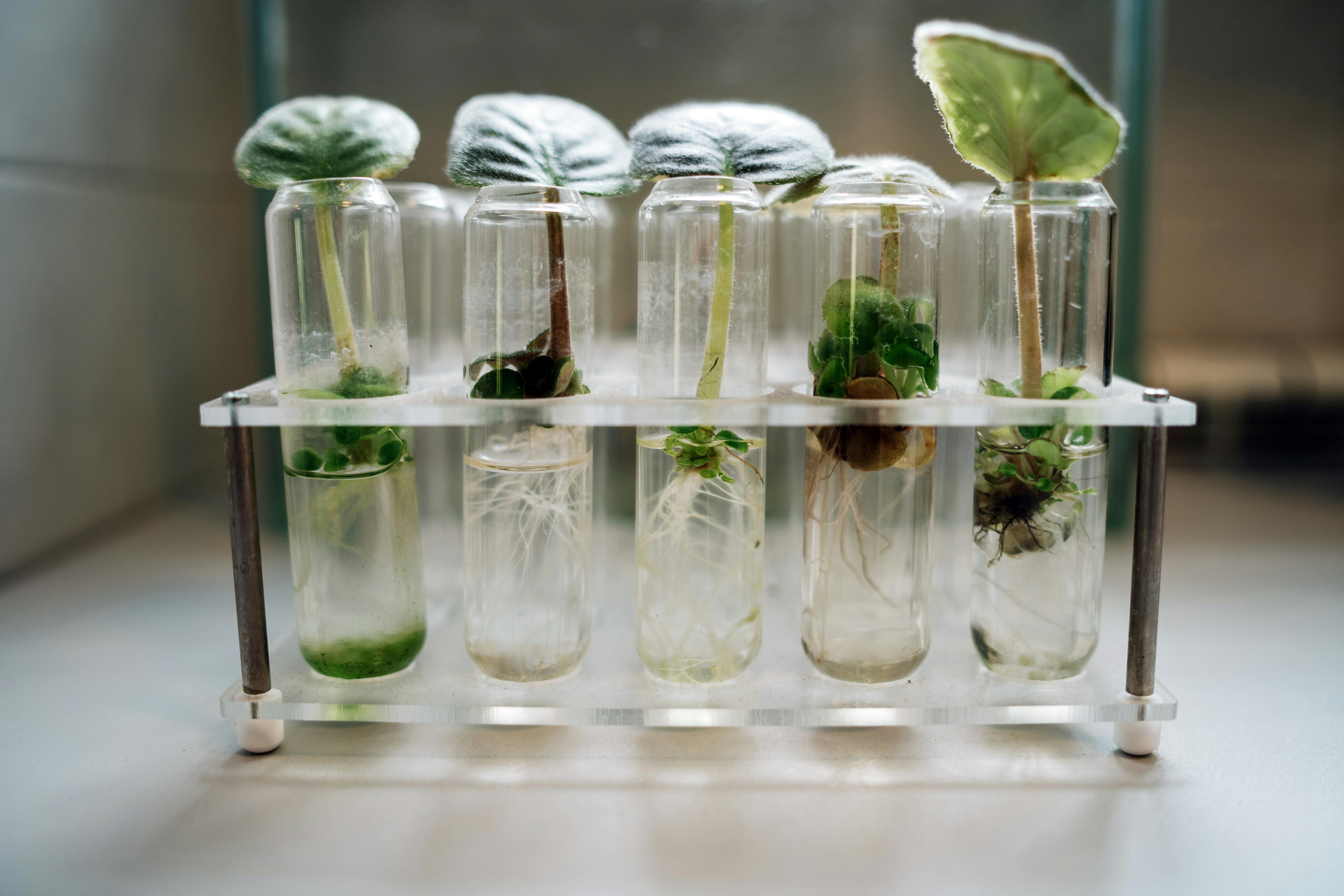 LED lighting for tissue culture shelves